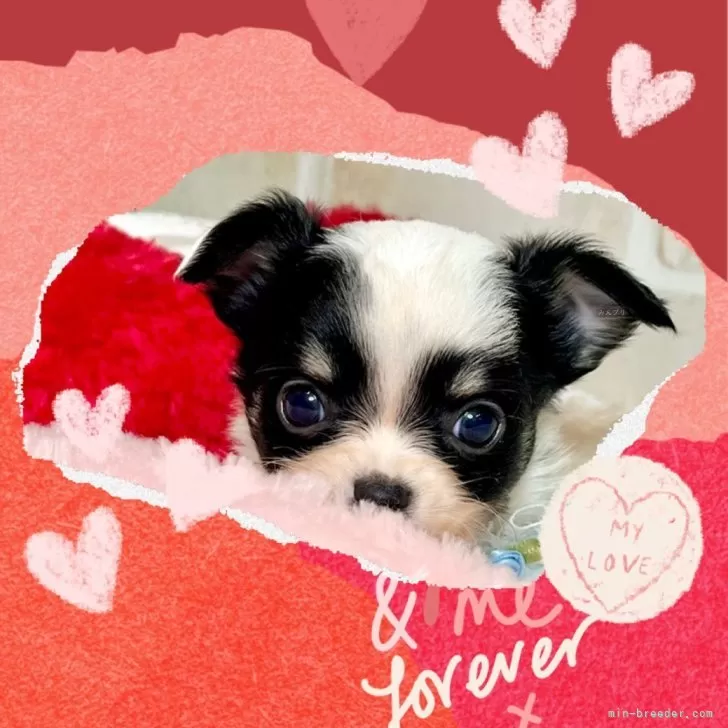 ID：2501-07721の子犬