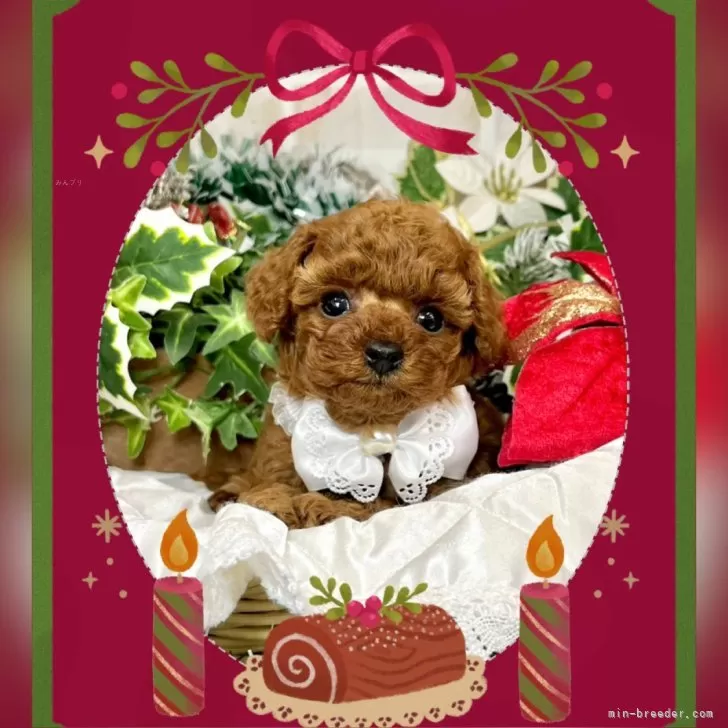 ID:2411-05854の子犬
