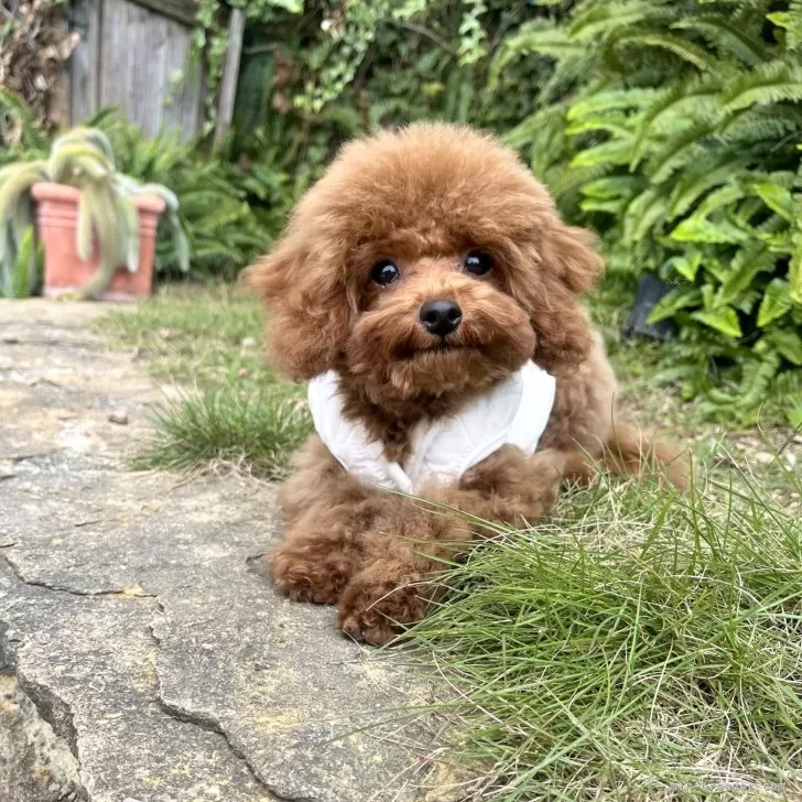 ID：2510-03874の子犬