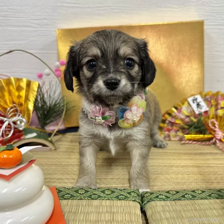 ID:2412-03989の子犬