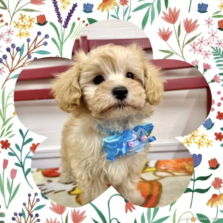 M.E 様のお迎えした子犬