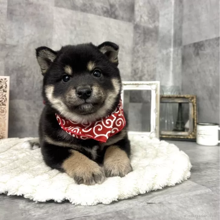 豆柴【愛知県・男の子・2025年11月23日・黒】の写真1