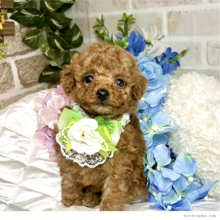 ID：2506-06121の子犬