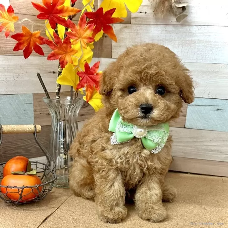 ID:2410-05326の子犬