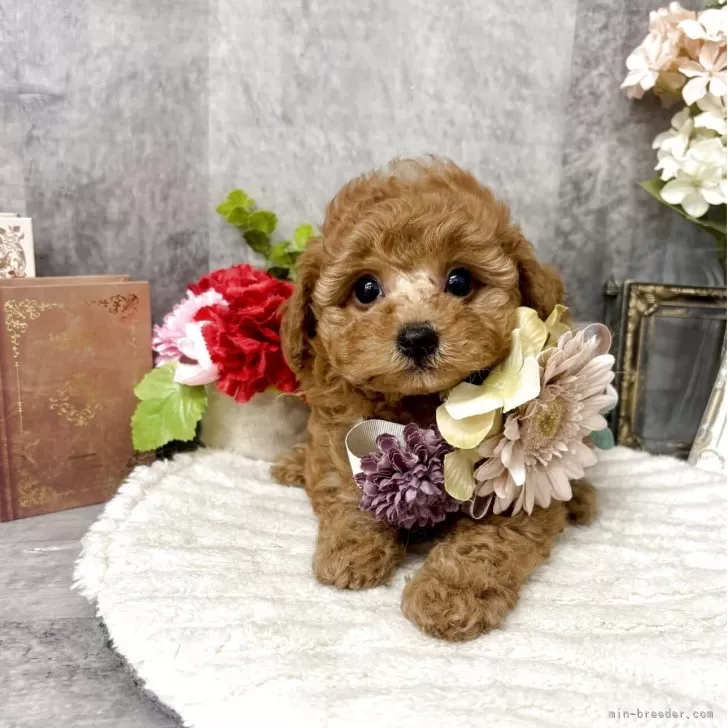 ID:2505-06440の子犬