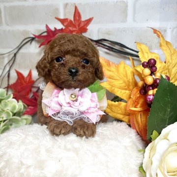 トイプードル(トイ)【愛知県・女の子・2025年10月2日・レッド】の写真「とっても濃い毛色のパパママから産まれした☆」