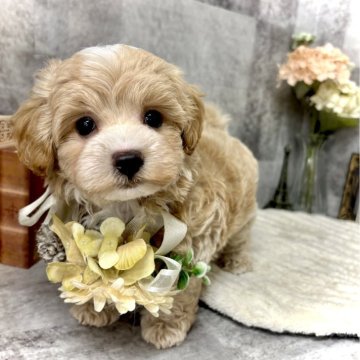 マルプー(マルチーズ×トイプードル)【愛知県・男の子・2025年5月6日・クリーム&ホワイト】の写真「7/10まで期間限定掲載です☆1番甘えん坊くん⭐︎」