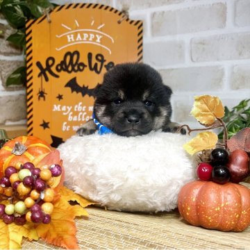 豆柴【愛知県・男の子・2025年10月5日・黒】の写真「両親豆柴認定犬⭐︎まん丸な可愛い男の子⭐︎」