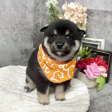 豆柴【愛知県・男の子・2025年10月5日・黒】の写真「両親豆柴認定犬⭐︎全部がちっちゃい可愛い男の子⭐︎」