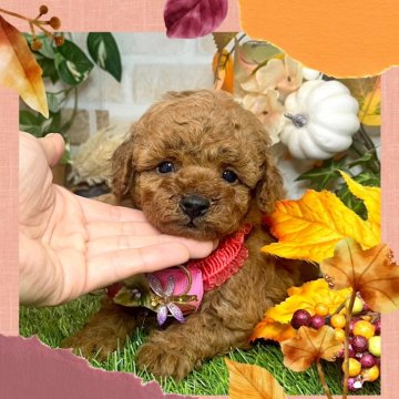 トイプードル(トイ)【愛知県・女の子・2024年10月7日・レッド】の写真「性格良し☆飼いやすい初心者向き☆1番小さい女の子☆」