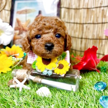 トイプードル(トイ)【愛知県・女の子・2025年6月17日・レッド】の写真「初心者向き⭐︎平和で穏やかな家系の女の子⭐︎」