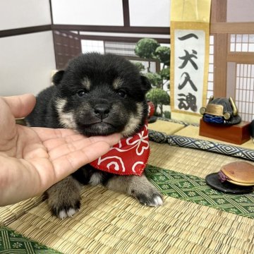 柴犬(豆柴)【愛知県・男の子・2025年11月23日・黒】の写真「可愛いお顔立ちの男の子★ママは豆柴パパは豆柴認定犬」