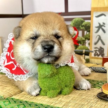 柴犬(標準サイズ)【愛知県・女の子・2024年11月1日・赤】の写真「フレンドリーな家系です☆美人な女の子☆」