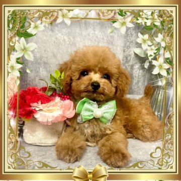 トイプードル(タイニー)【愛知県・男の子・2025年7月22日・アプリコット】の写真「マズル短め⭐︎おっとりでちっちゃな可愛い男の子☆」