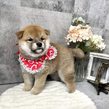 柴犬(豆柴)【愛知県・女の子・2025年2月8日・赤】の写真「フレンドリーで可愛い女の子⭐︎」