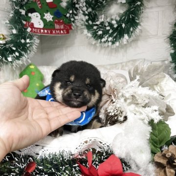 柴犬(豆柴)【愛知県・男の子・2025年11月23日・黒】の写真「ちっちゃなイケメンくん★ママは豆柴パパは豆柴認定犬」