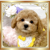 トイプードル(タイニー)