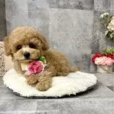 タイニープードル