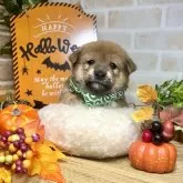 豆柴