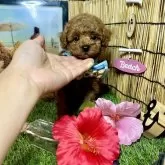 トイプードル(トイ)【愛知県・男の子・2025年6月17日・レッド】の写真2