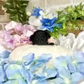 タイニープードル【愛知県・女の子・2025年5月8日・ブラック】の写真8