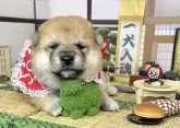 柴犬(標準サイズ)【愛知県・女の子・2024年11月1日・赤】の写真6