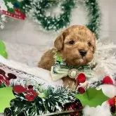 トイプードル(トイ)【愛知県・男の子・2025年11月16日・アプリコット】の写真6