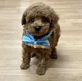 トイプードル(トイ)【愛知県・男の子・2025年6月17日・レッド】の写真7