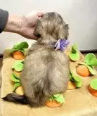 マルックス(マルチーズ×ダックスフンド)【愛知県・男の子・2025年10月19日・シェーデッドイエロー】の写真8