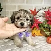 マルックス(マルチーズ×ダックスフンド)【愛知県・男の子・2025年10月19日・シェーデッドイエロー】の写真2