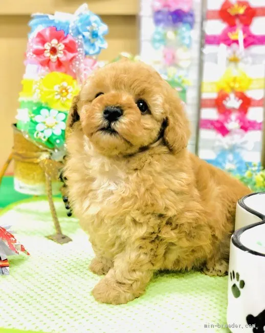ID:2103-01941の子犬