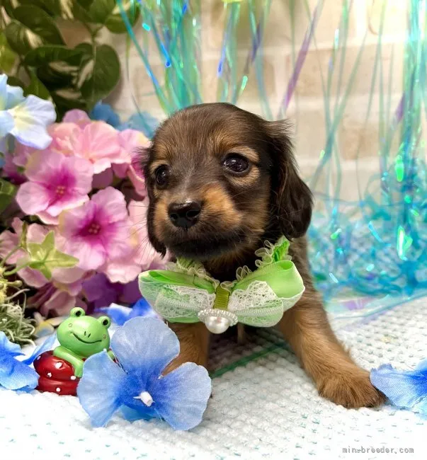 ID：2205-00700の子犬