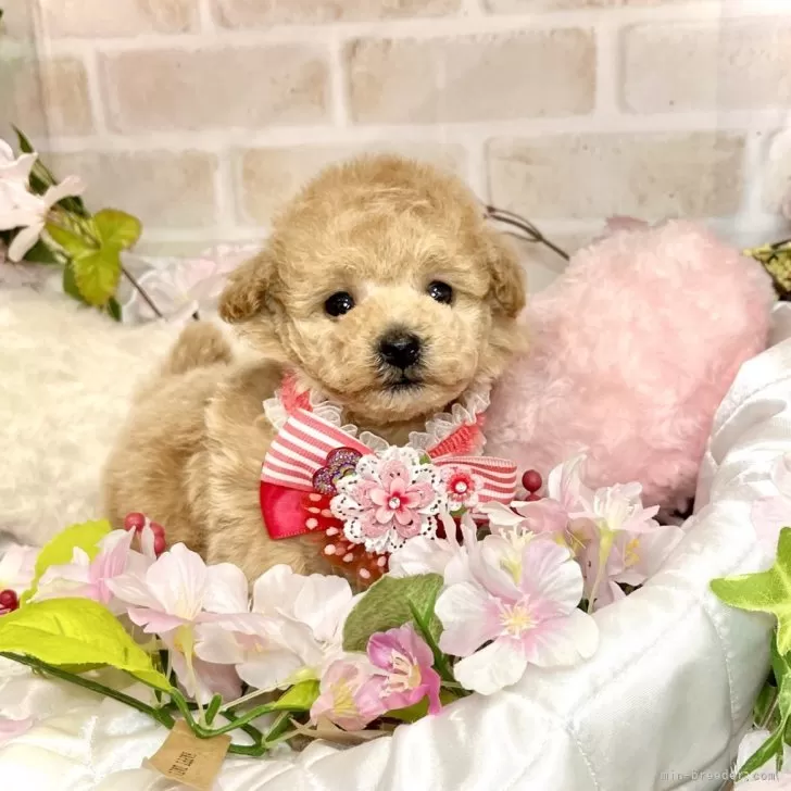 ID：2404-03651の子犬