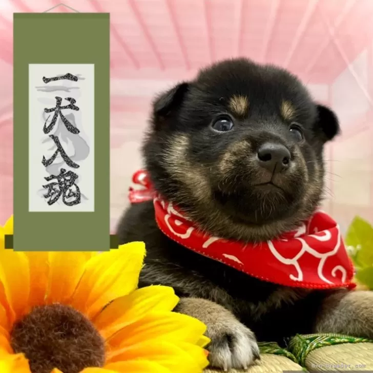 ID：2407-08233の子犬