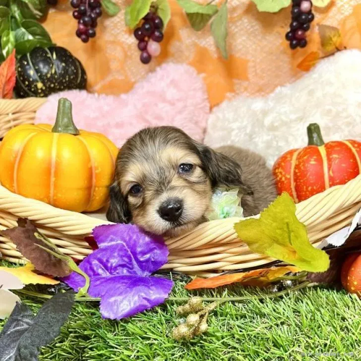 ID：2210-00187の子犬