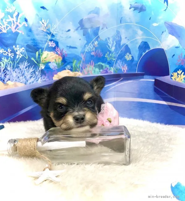 ID:2109-00578の子犬