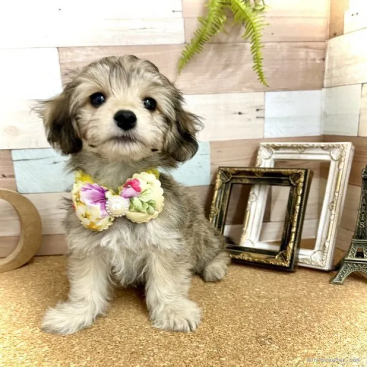 ID：2302-00390の子犬