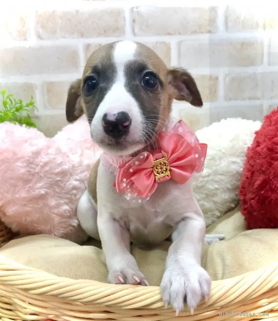ID：2112-03882の子犬