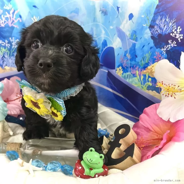 ID：2407-04595の子犬