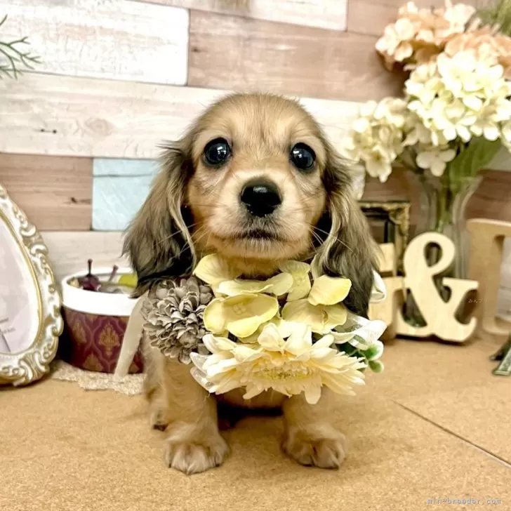 ID：2404-05253の子犬