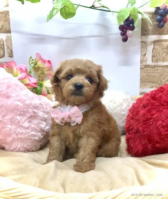 ID:2108-03341の子犬