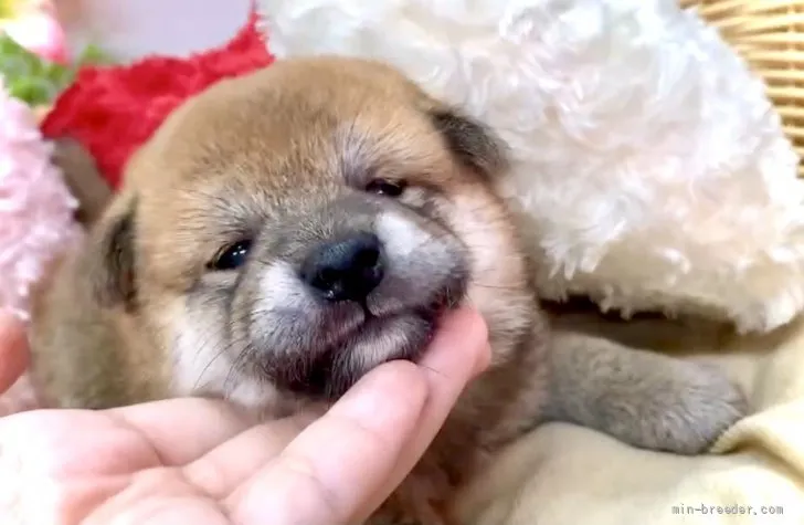 ID:2108-04316の子犬
