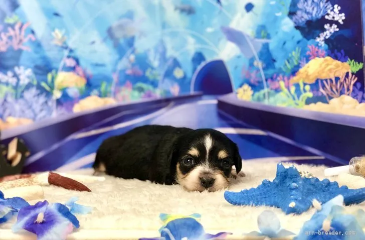 ID:2108-02774の子犬