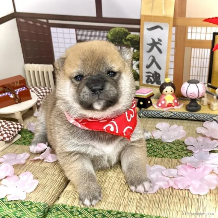 ID:2302-03244の子犬