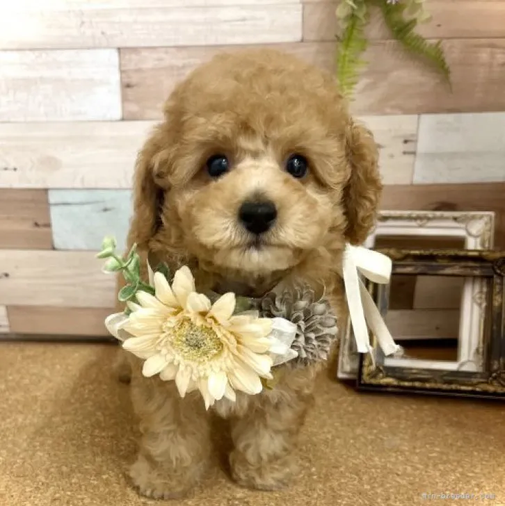 ID：2305-01382の子犬