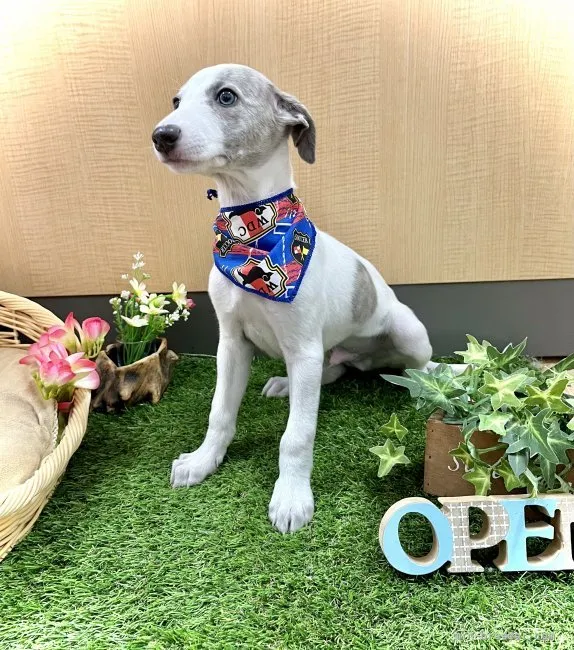 ID：2204-03390の子犬