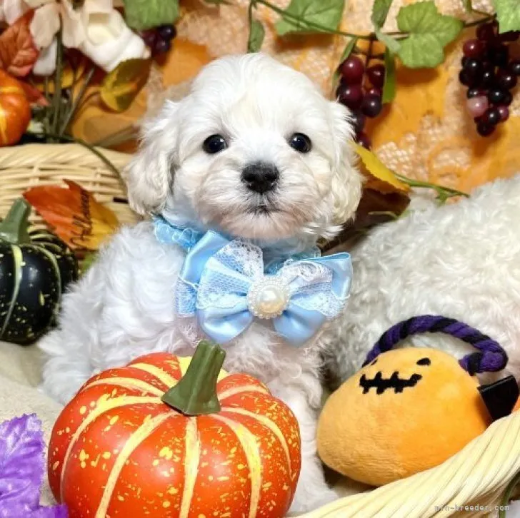 ID:2309-04711の子犬