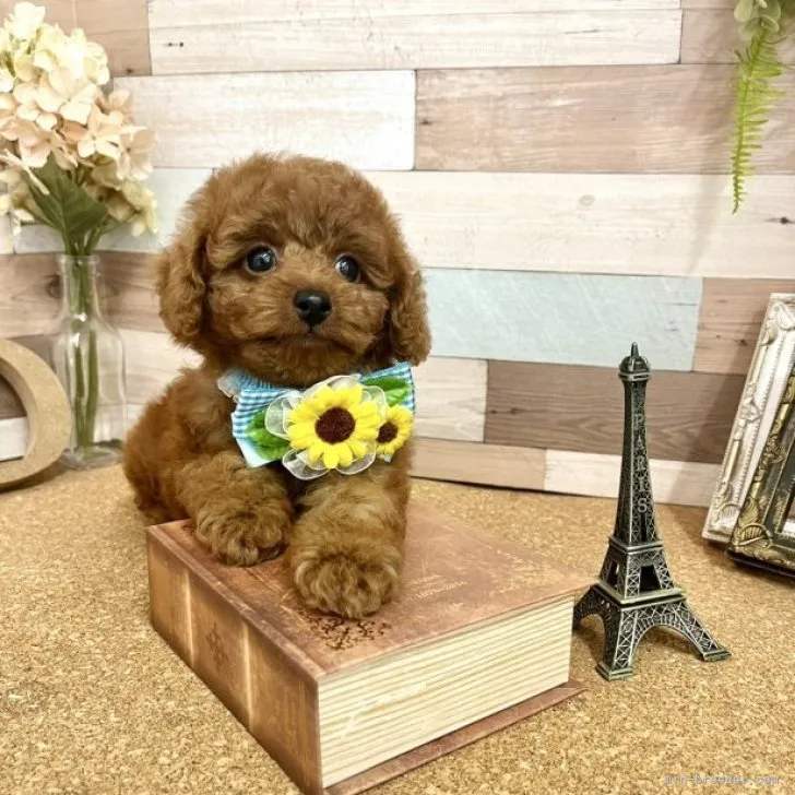 ID:2307-02399の子犬