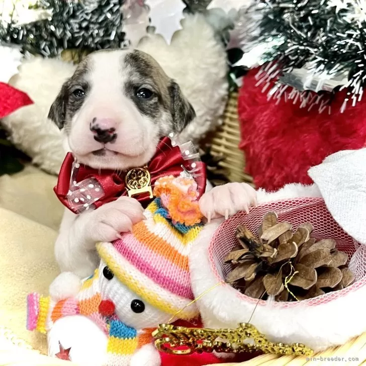 ID：2312-04569の子犬