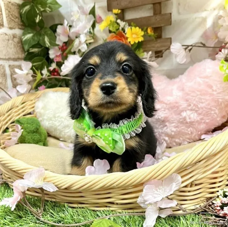 ID：2303-01784の子犬